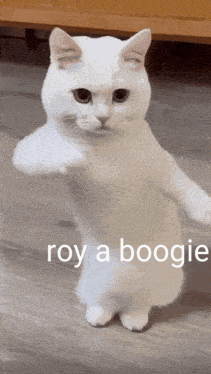 White Cat Standing On Hind Legs Giving Middle Finger GIF