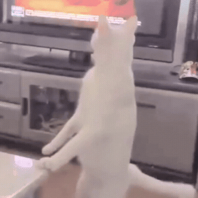White Cat Standing On Hind Legs In Front Of Television GIF