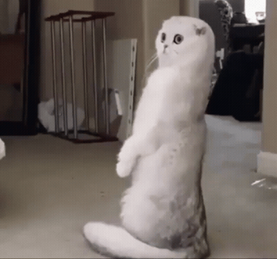 White Cat Standing On Hind Legs Looking At Camera GIF