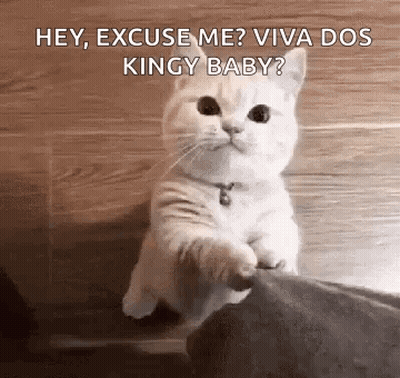 White Cat Standing On Hind Legs Looking At Person GIF