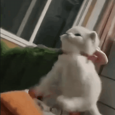 White Cat Standing On Hind Legs GIF