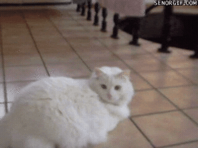 White Cat Standing On Tiled Floor GIF