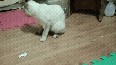 White Cat Standing On Wooden Floor Next To Green Puzzle Mat GIF
