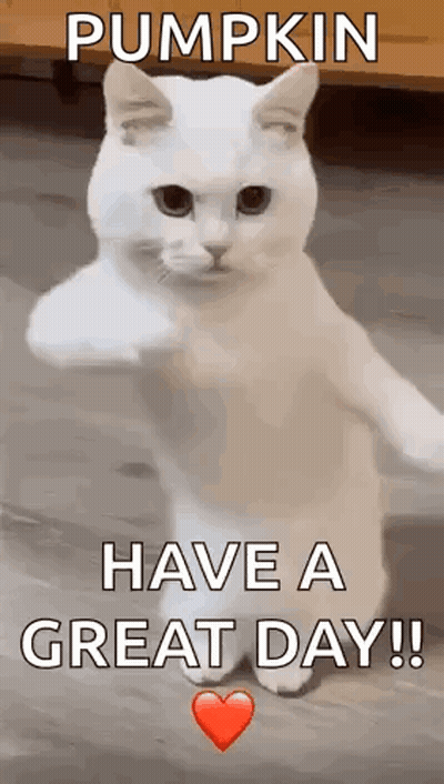White Cat Standing Paw Up Saying Pumpkin Have A Great Day GIF