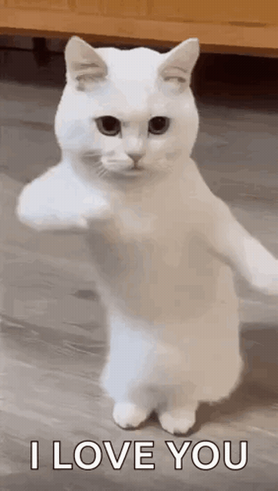 White Cat Standing Saying I Love You GIF