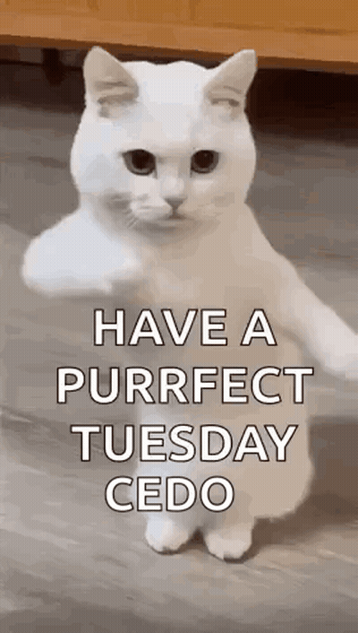 White Cat Standing Thumbs Up GIF