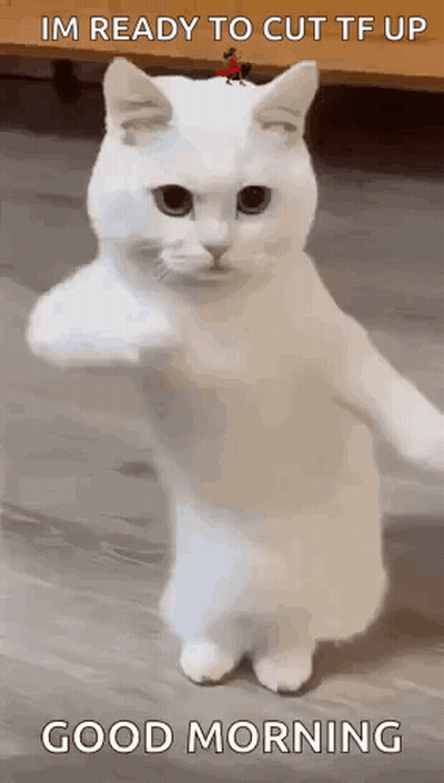 White Cat Standing With Bird On Head GIF