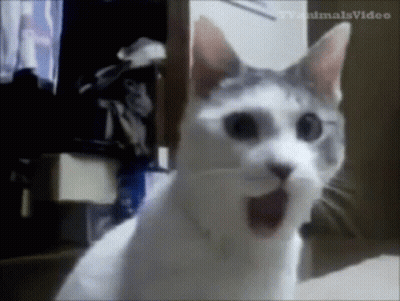 White Cat Surprised In Front Of TV GIF
