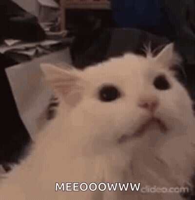 White Cat Surprised Looking At Camera GIF