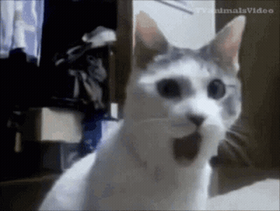 White Cat Surprised On Bed GIF