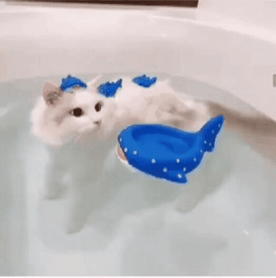 White Cat Swimming In Bathtub With Whale Float GIF