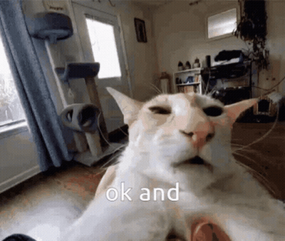 White Cat Taking Selfie Saying Ok GIF