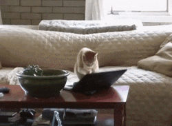 White Cat Typing On Couch GIF