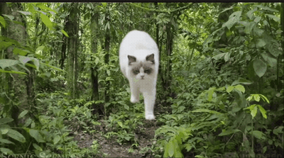 White Cat Walking In Forest Scenic Openings GIF