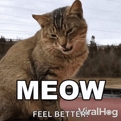 White Cat Walking On Cardboard Meow Meow Meow Aghhaggauuughhghg GIF