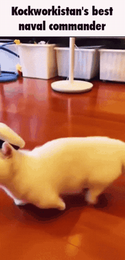 White Cat Walking On Wooden Floor With Kockworkistan's Best Naval Commander GIF
