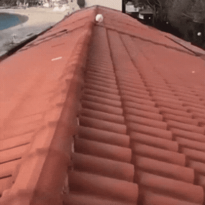 White Cat Walking Up Tiled Roof Stairs GIF