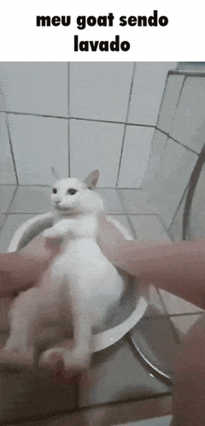 White Cat Washed In Bowl Meu Goat Sendo Lavado GIF