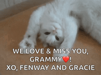 White Cat We Love & Miss You Grammy GIF
