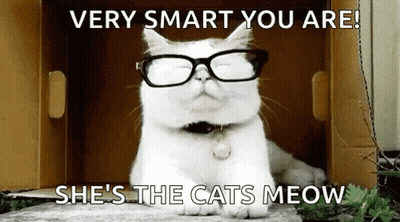 White Cat Wearing Glasses In Box GIF