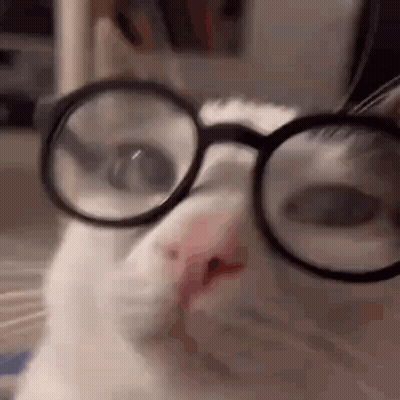 White Cat Wearing Glasses Looking At Camera GIF
