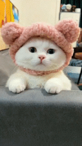 White Cat Wearing Pink Eared Hat GIF