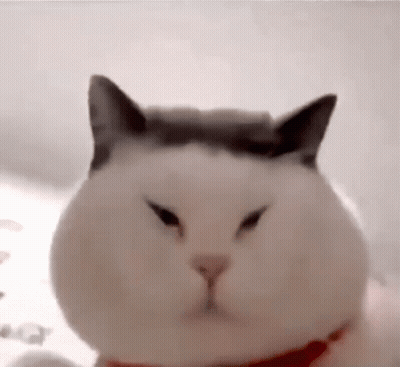White Cat Wearing Red Collar GIF