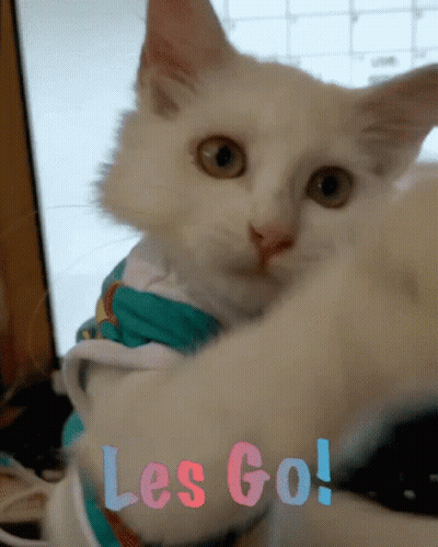 White Cat Wearing Shirt Saying Les Go GIF