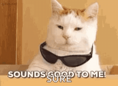 White Cat Wearing Sunglasses Says Sounds Good To Me GIF