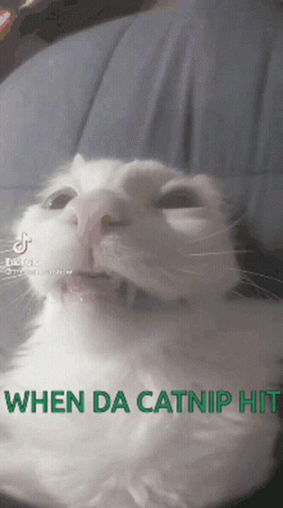 White Cat When Da Catnip Hits GIF