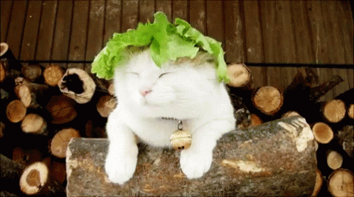 White Cat With Bell Laying On Log GIF
