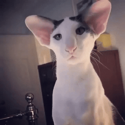 White Cat With Big Ears And Green Eyes Sitting On Bed GIF