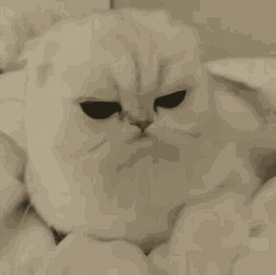 White Cat With Big Eyes Lying GIF