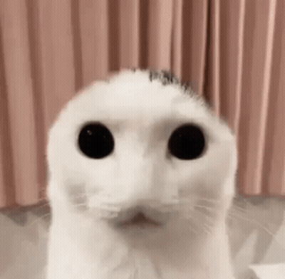 White Cat With Black Eyes GIF