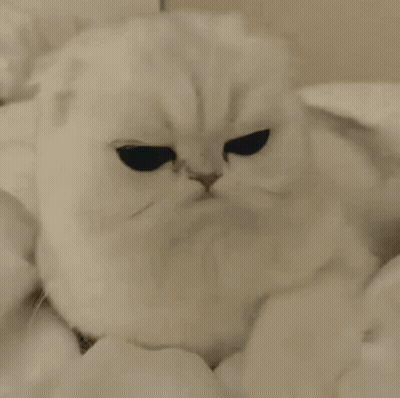 White Cat With Black Eyes Looking At Camera GIF