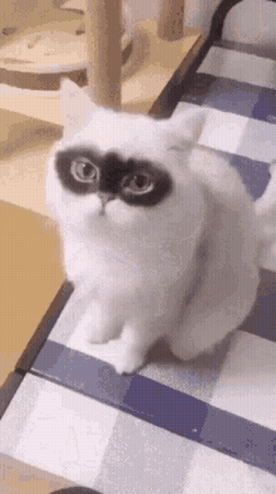 White Cat With Black Mask On Checkered Table GIF