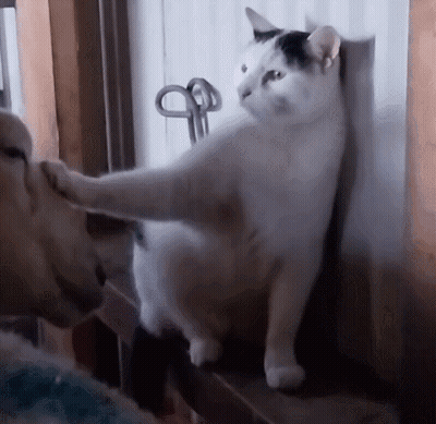 White Cat With Black Spot Beside Dog On Window Sill GIF