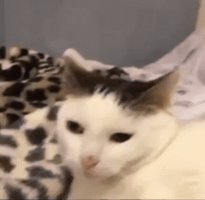 White Cat With Black Spot Laying On Leopard Print Blanket GIF
