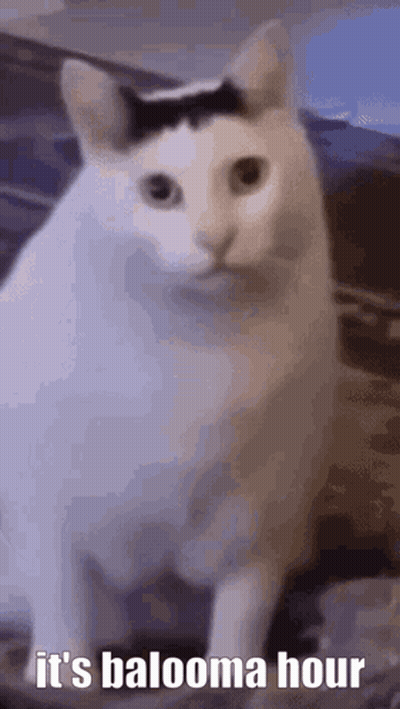 White Cat With Black Spot Says It's Balooma Hour GIF