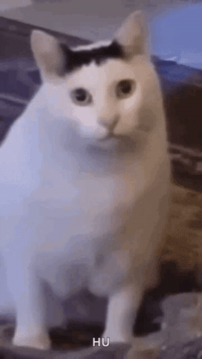 White Cat With Black Spot Sitting GIF