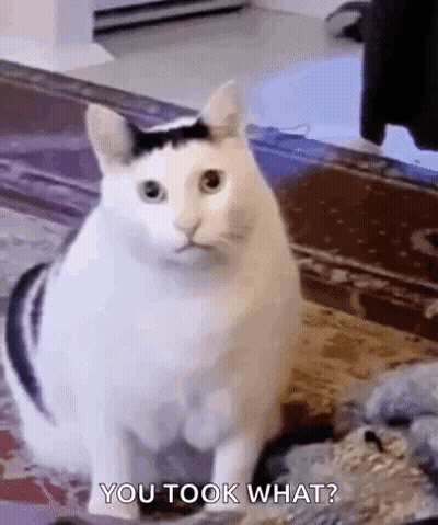 White Cat With Black Spot Sitting GIF