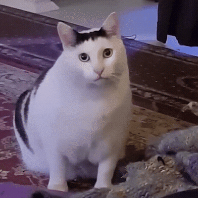 White Cat With Black Spot Standing On Rug GIF