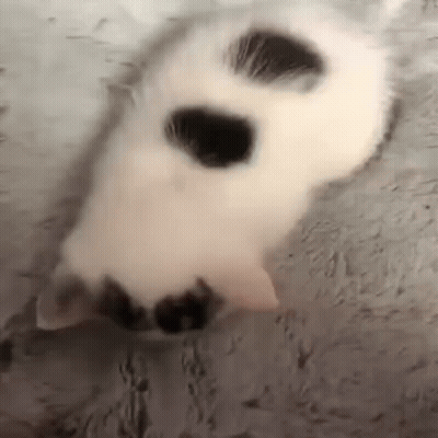 White Cat With Black Spots Laying On Back GIF