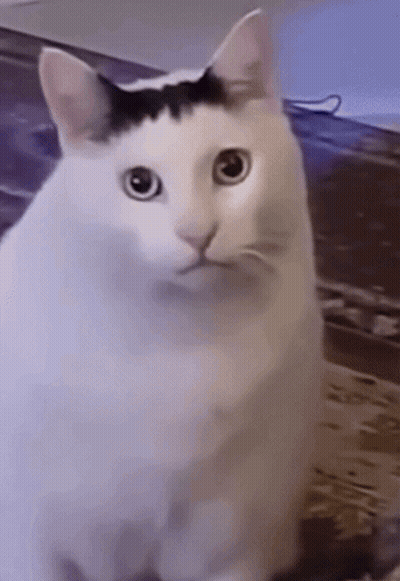 White Cat With Black Stripe on Head