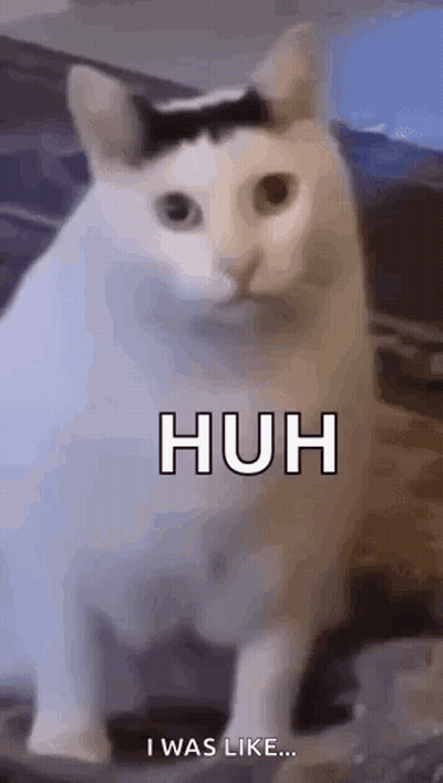 White Cat With Black Stripe Sitting On Couch GIF