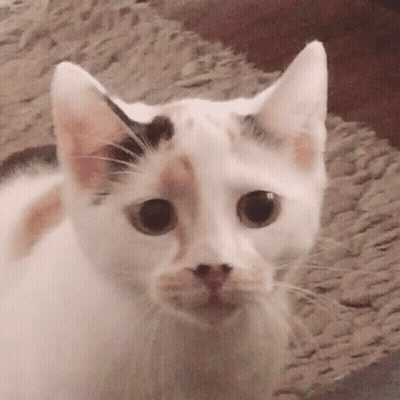 White Cat With Brown Nose Spot Looking At Camera GIF