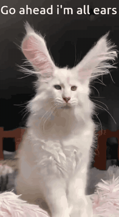 White Cat With Bunny Ears Go Ahead I'm All Ears GIF