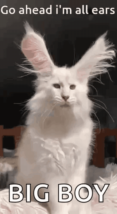 White Cat With Bunny Ears Go Ahead I'm All Ears Big Boy GIF