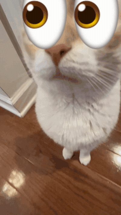 White Cat With Cartoon Eyes GIF