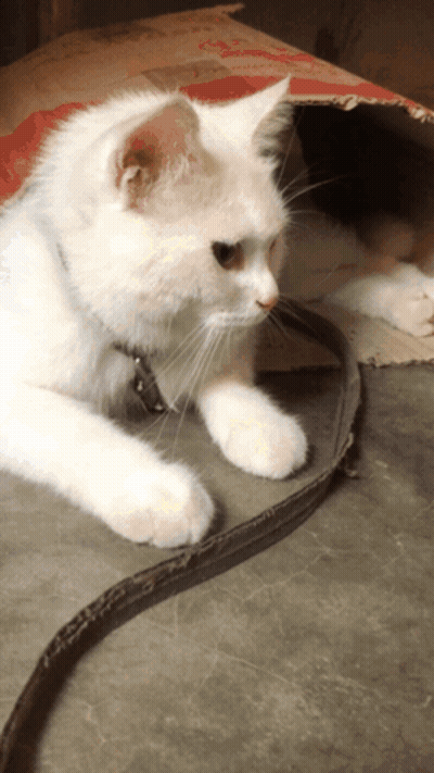 White Cat With Collar Lying GIF